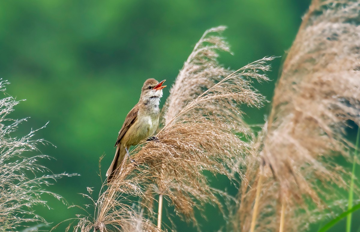 爱唱歌的大苇莺（二十三）