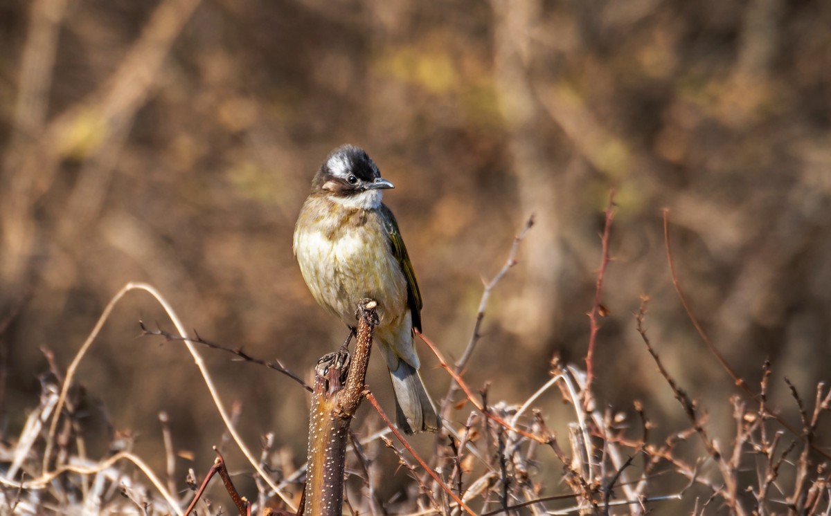 白头鹎（三十一）