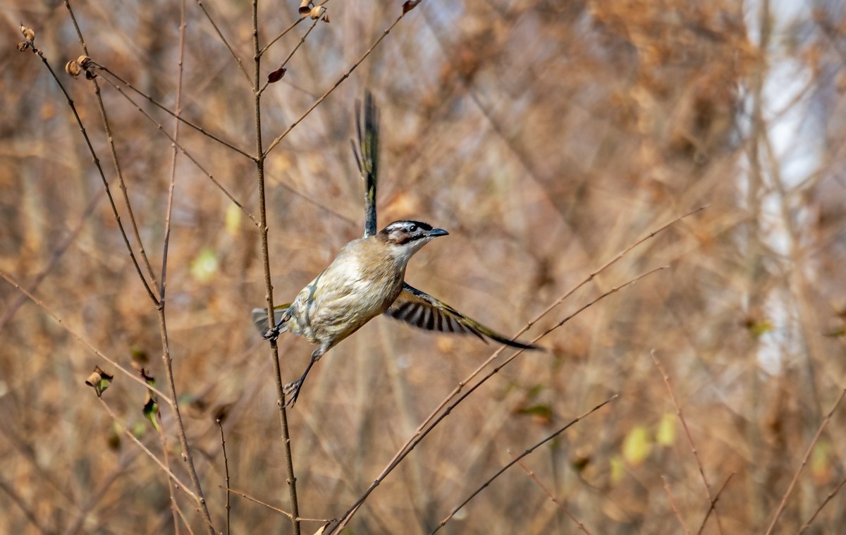 白头鹎（三十一）