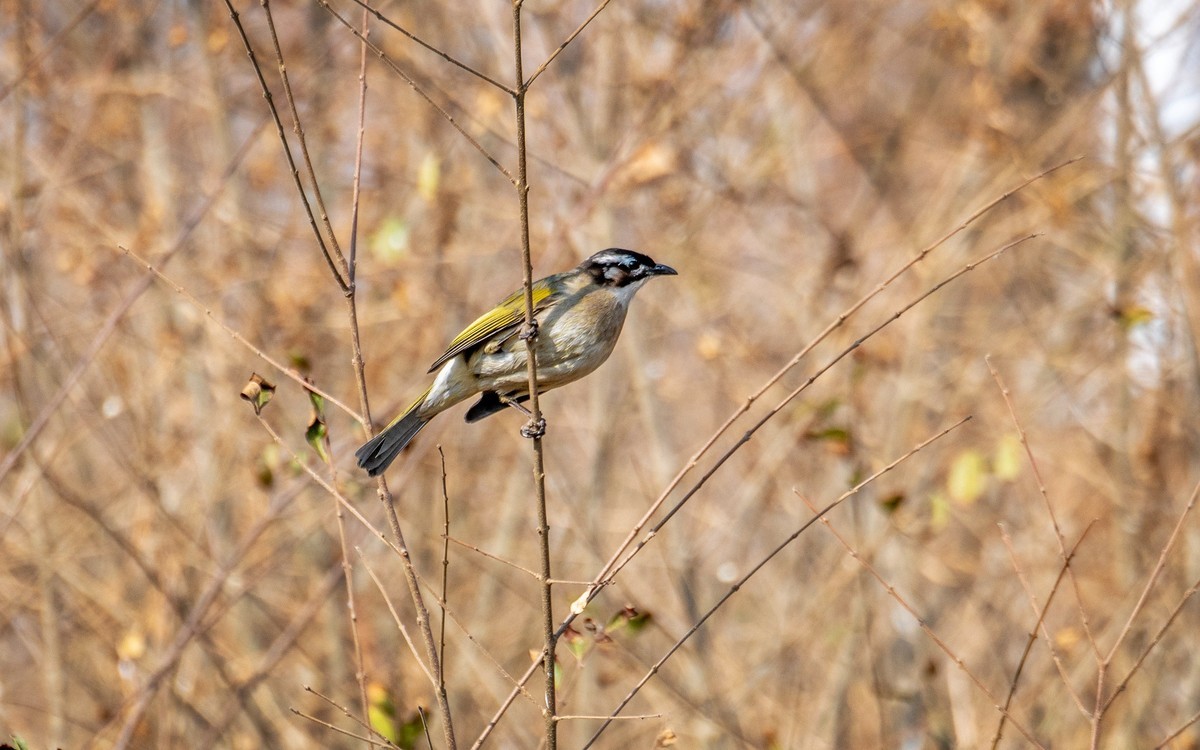 白头鹎（三十一）
