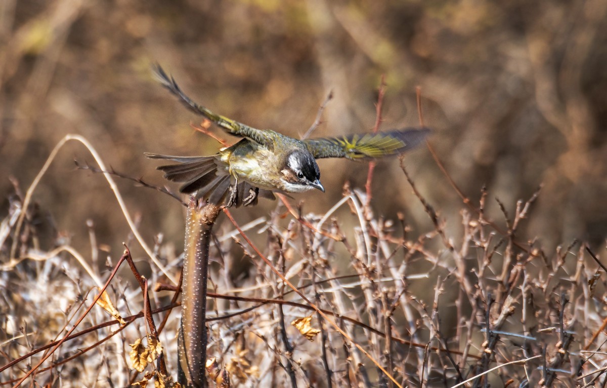 白头鹎（三十一）