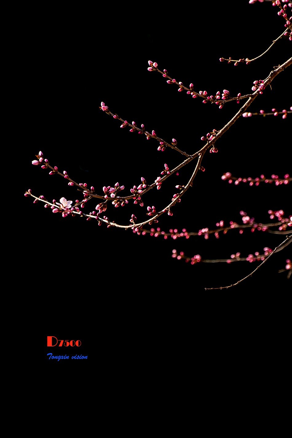 桃花笑迎春日归（9）