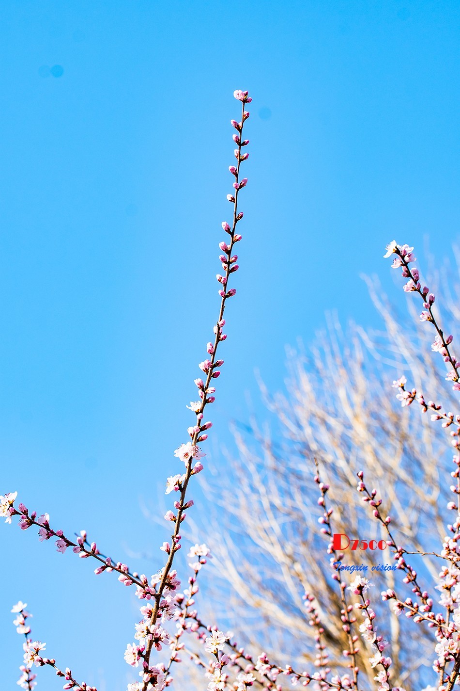 桃花笑迎春日归（9）