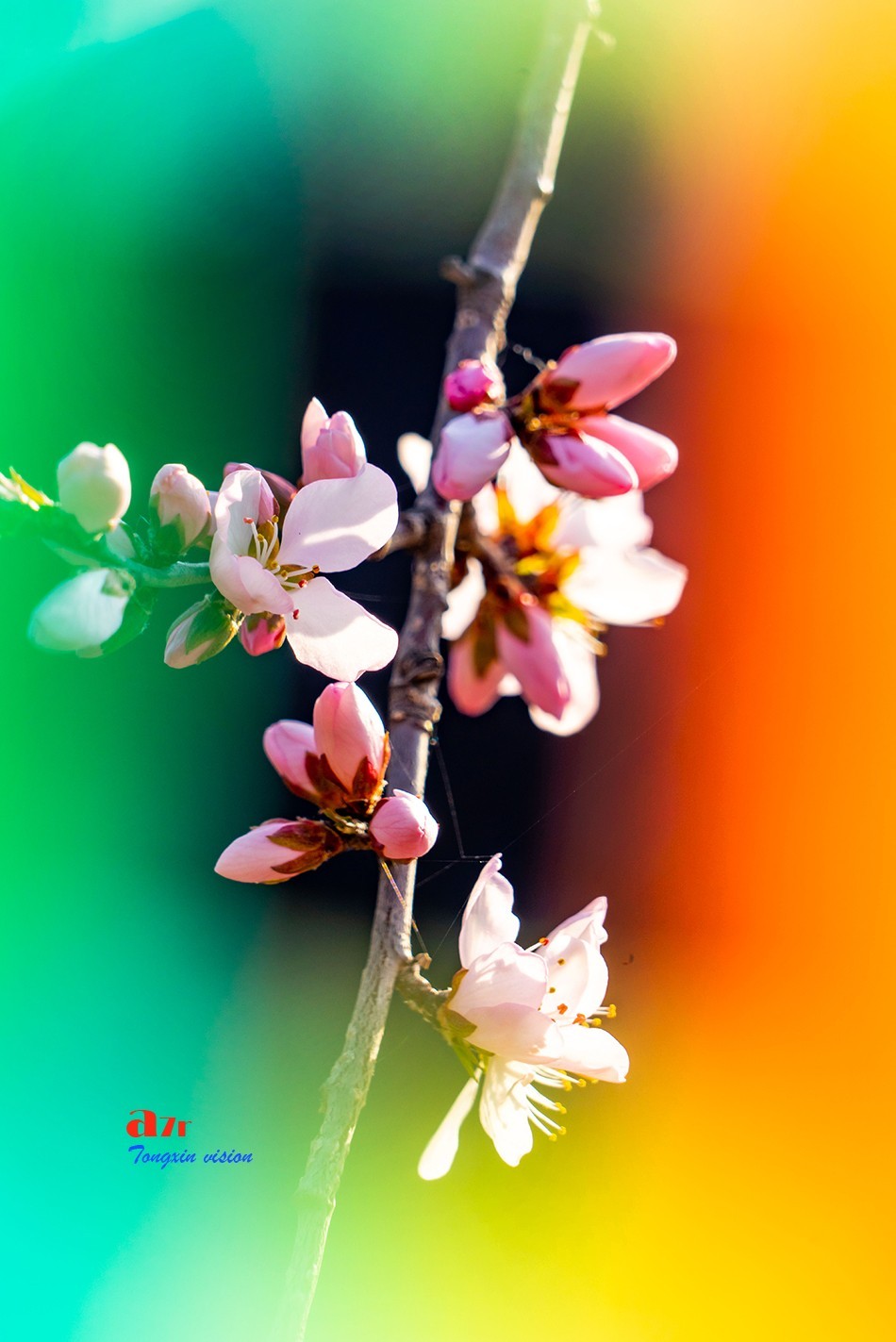 桃花笑迎春日归（9）