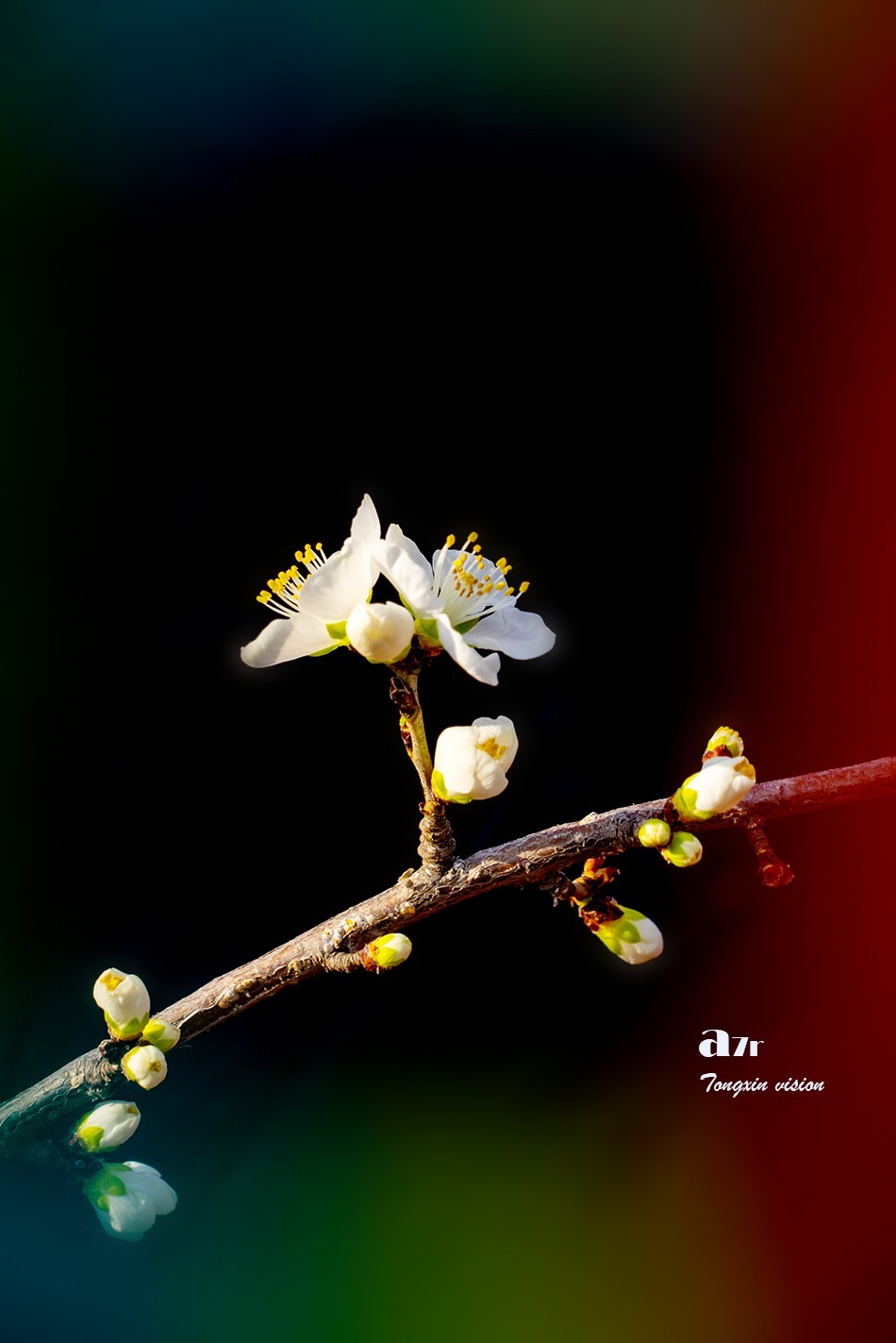 桃花笑迎春日归（9）