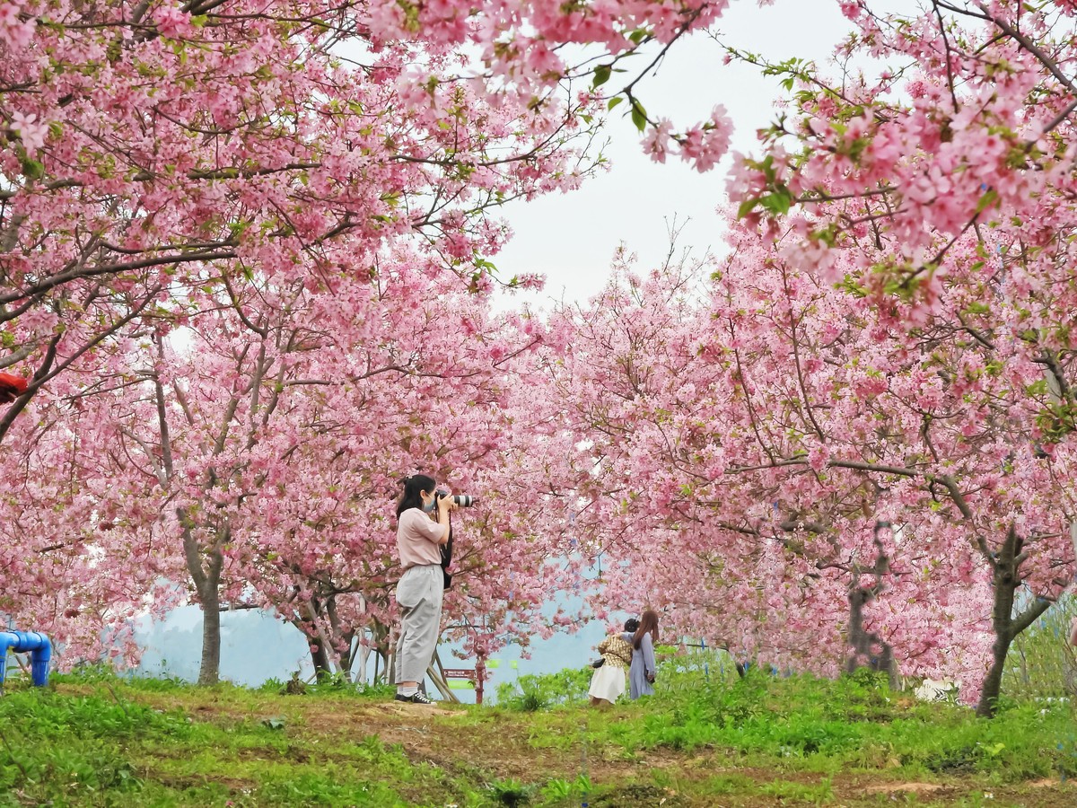 天适樱花盛放时