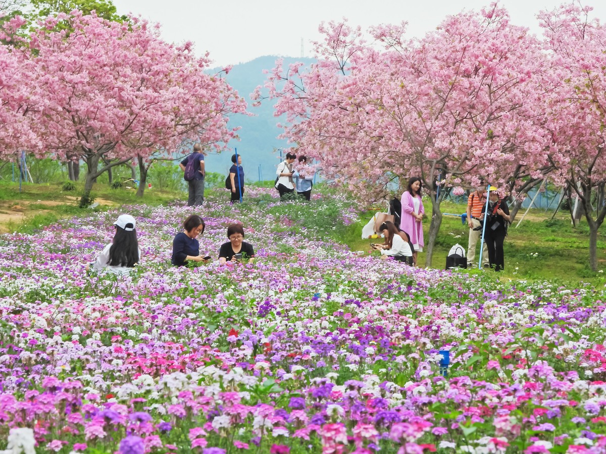 天适樱花盛放时