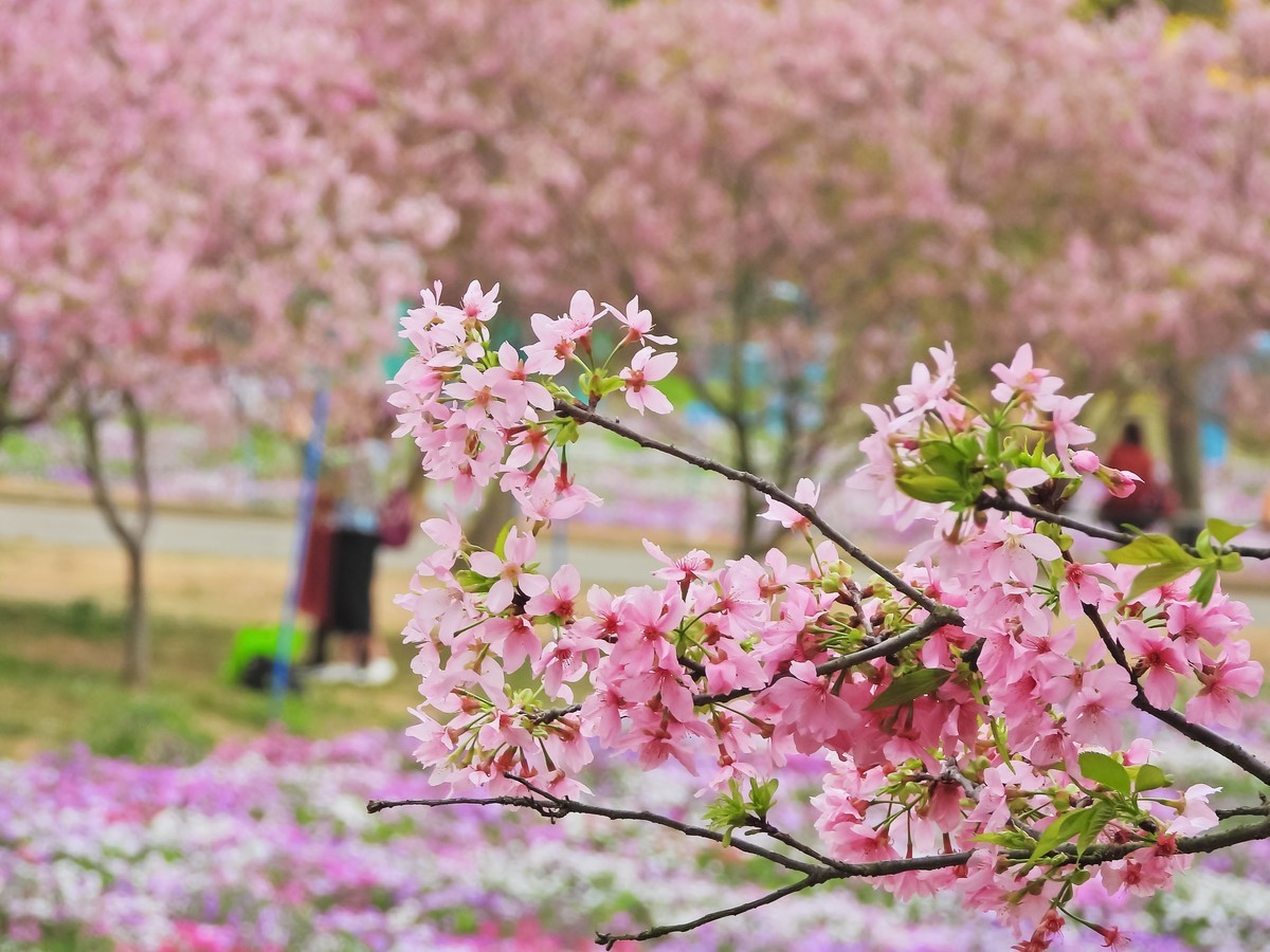 天适樱花盛放时