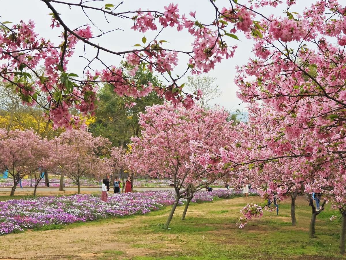 天适樱花盛放时