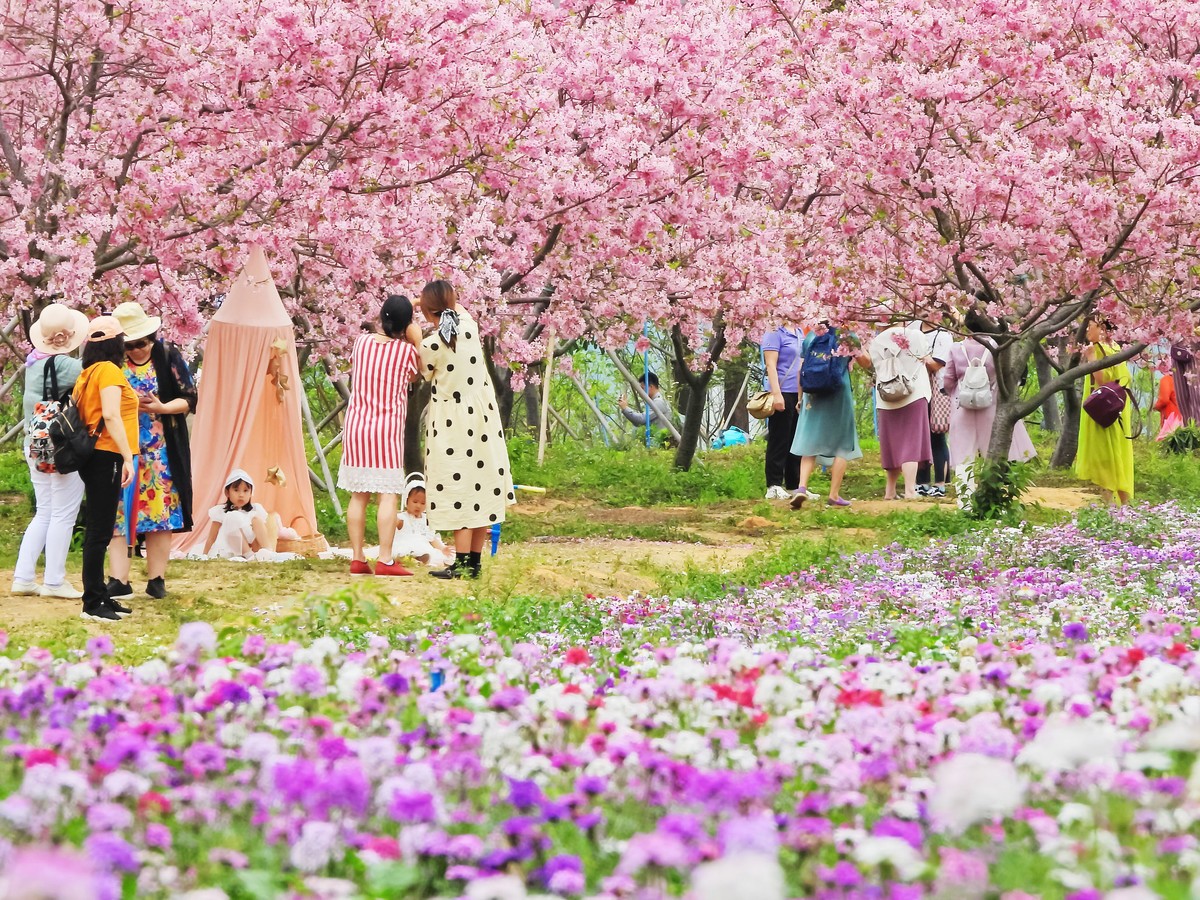 天适樱花盛放时