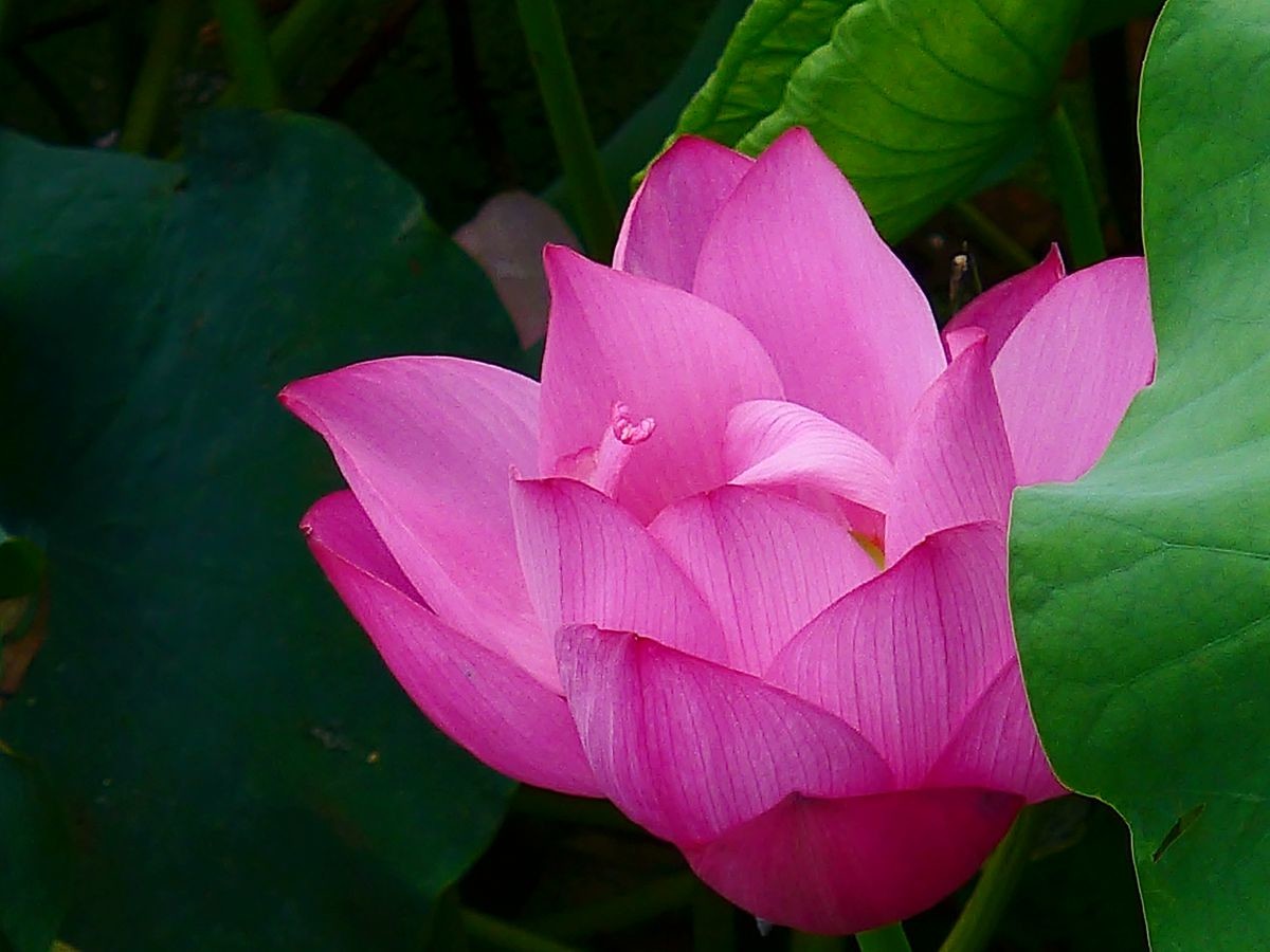 花卉系列【3604】