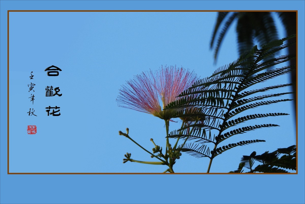 风吹枝头舞粉扇的合欢花