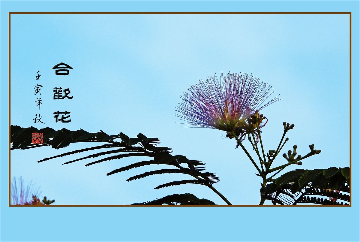 风吹枝头舞粉扇的合欢花