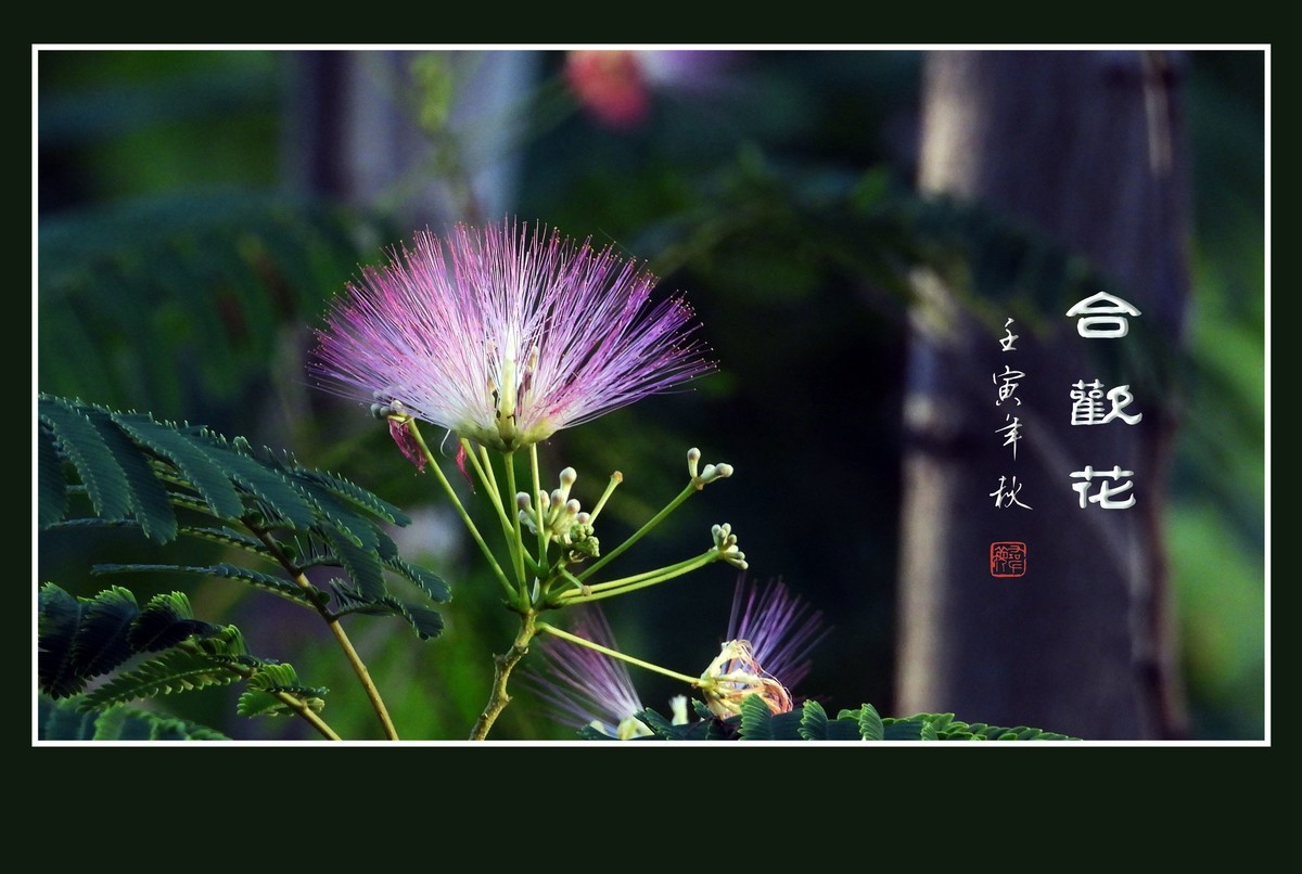 风吹枝头舞粉扇的合欢花