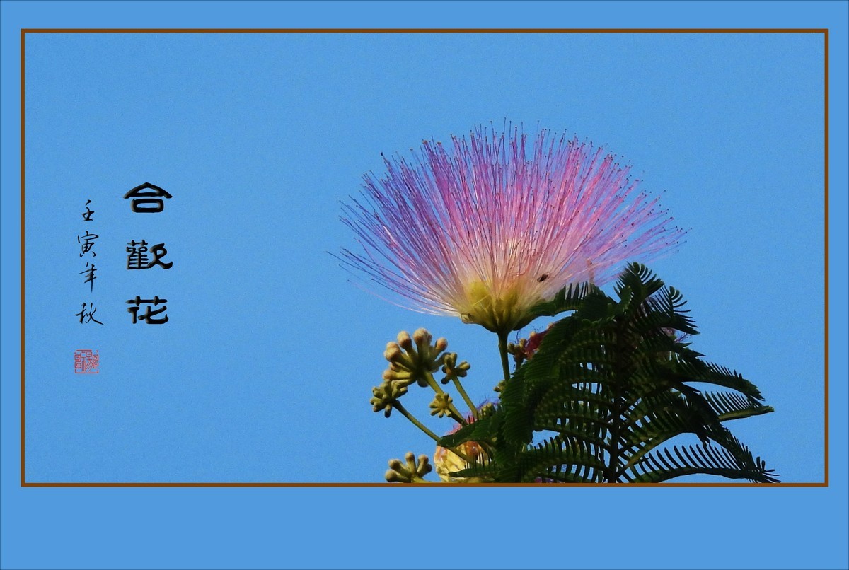 风吹枝头舞粉扇的合欢花