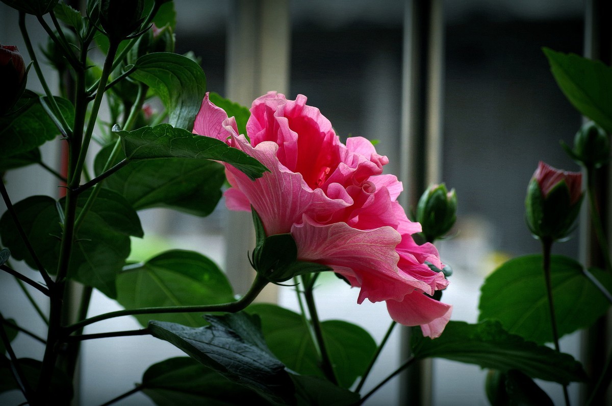 阳台上的花（3）--扶桑