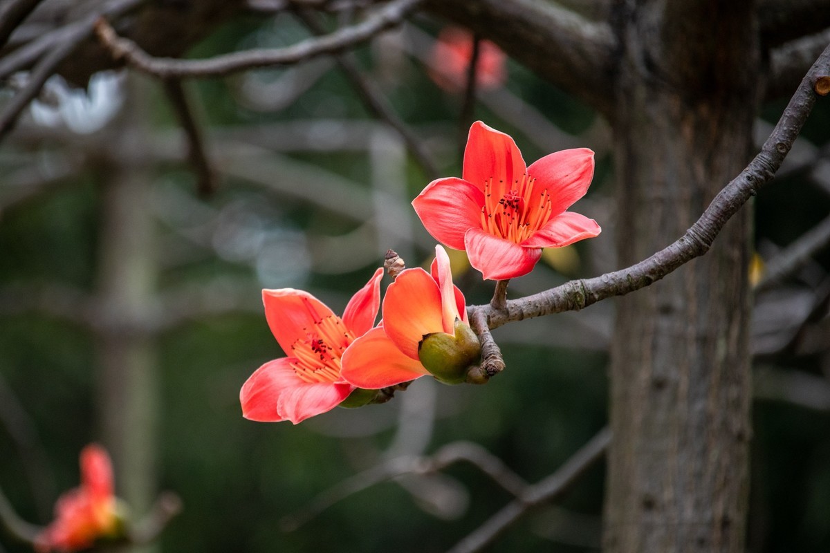 花枝招展（191）