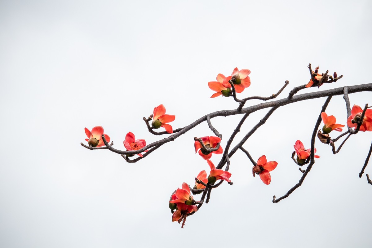 花枝招展（191）