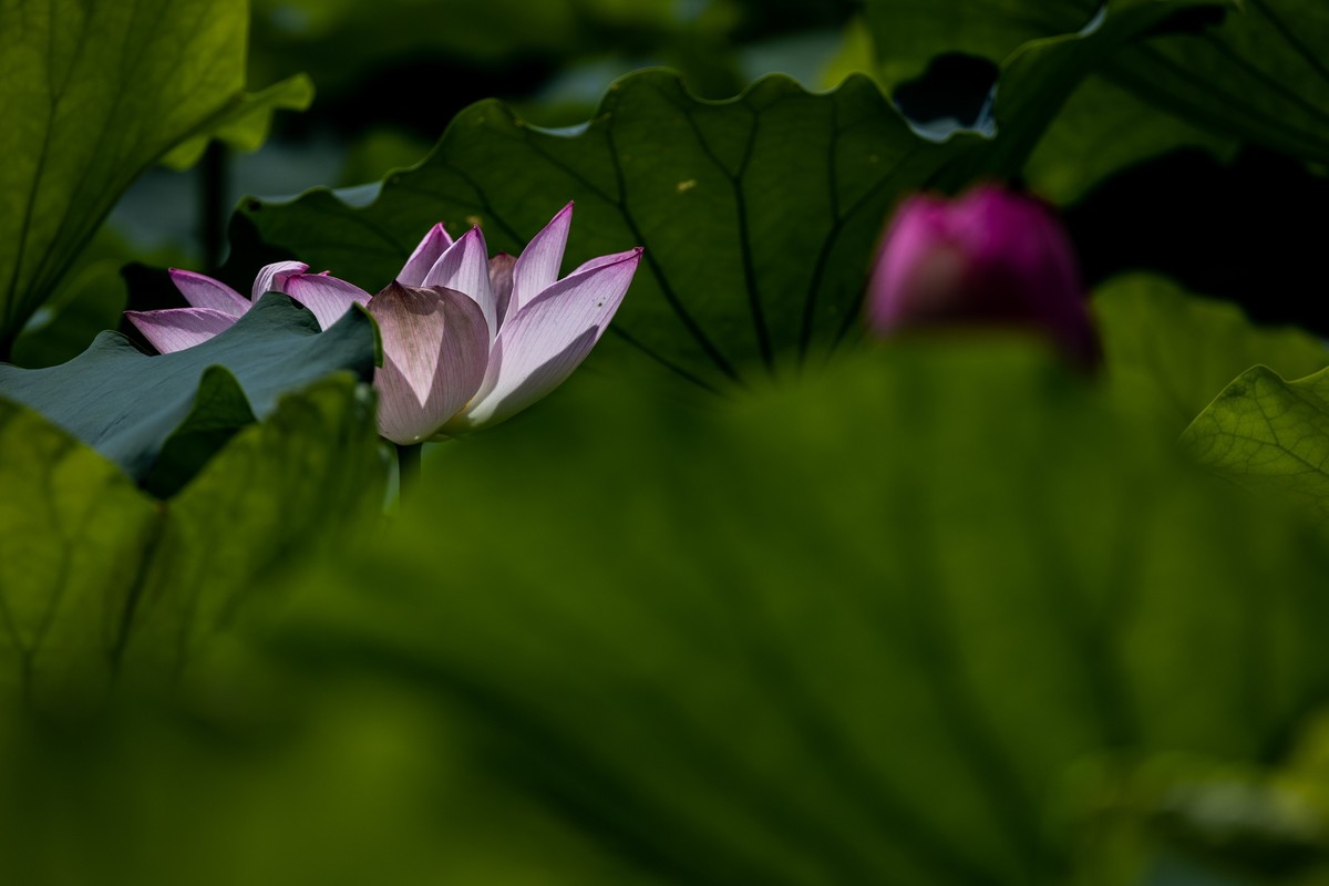 花枝招展（192）