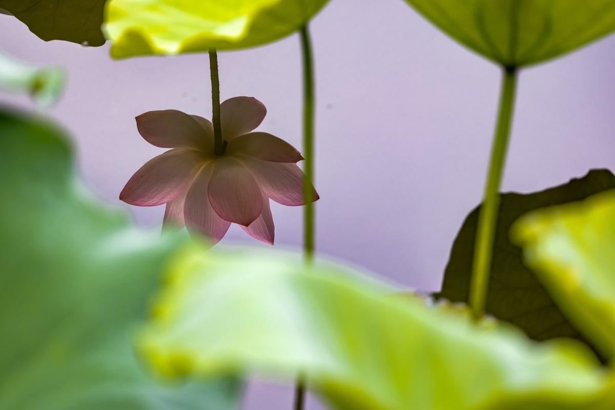 花枝招展（192）