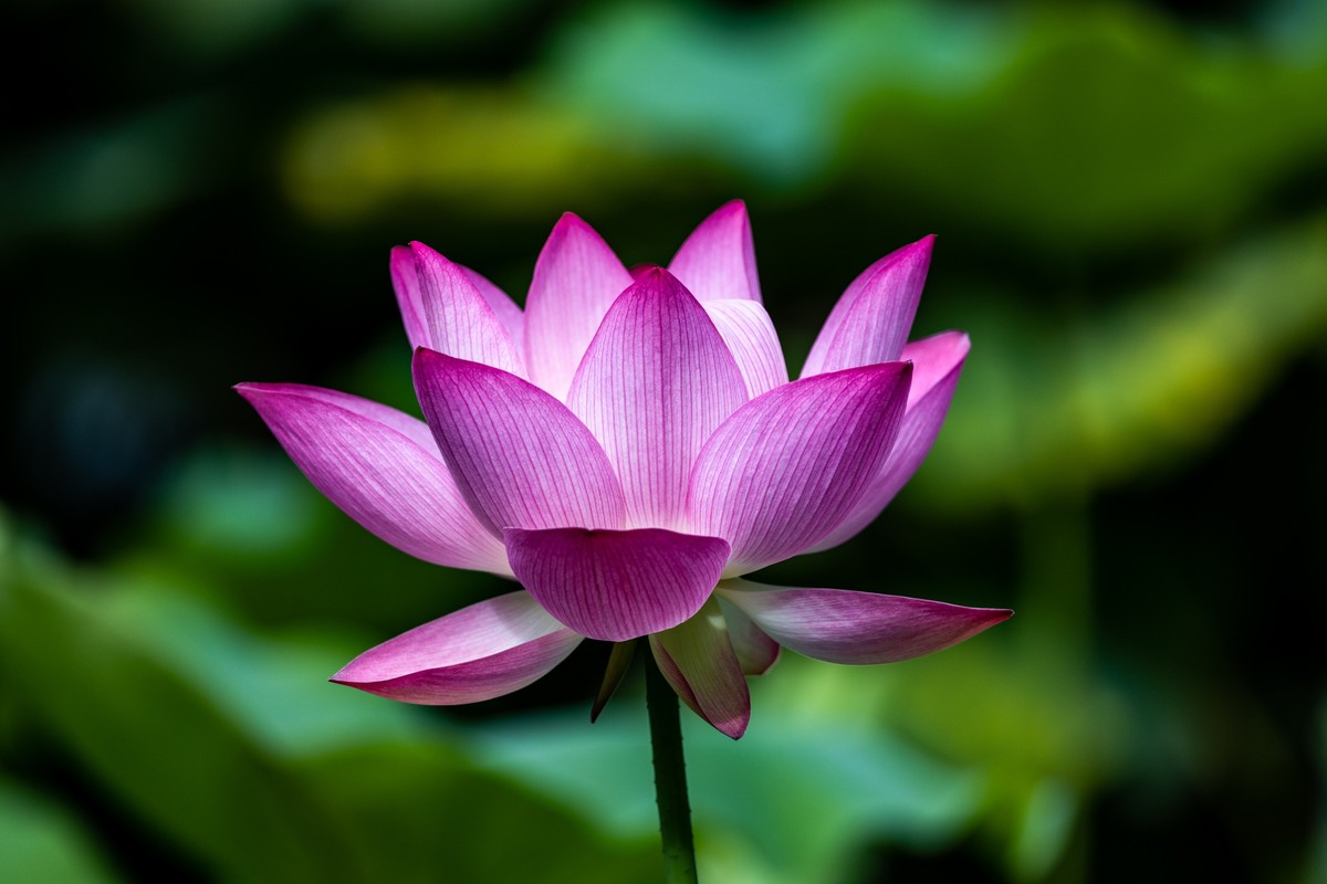 花枝招展（192）