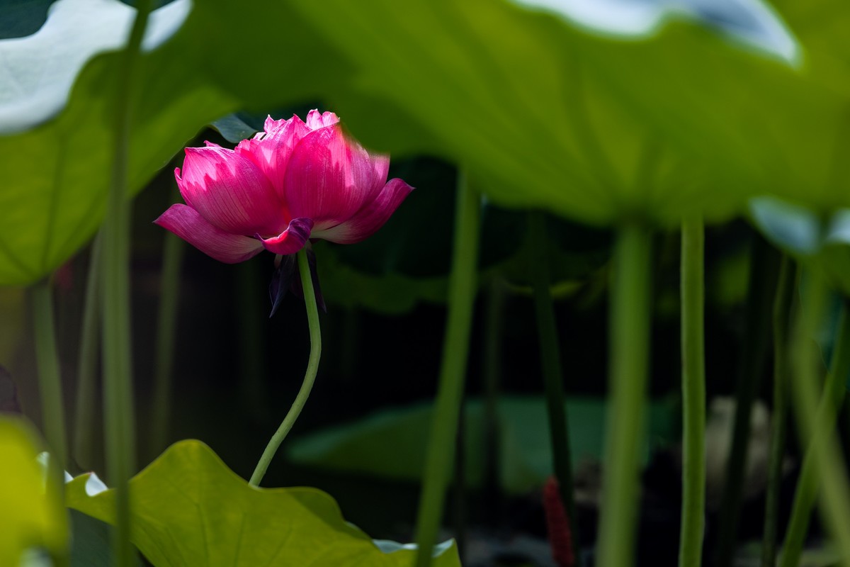 花枝招展（192）