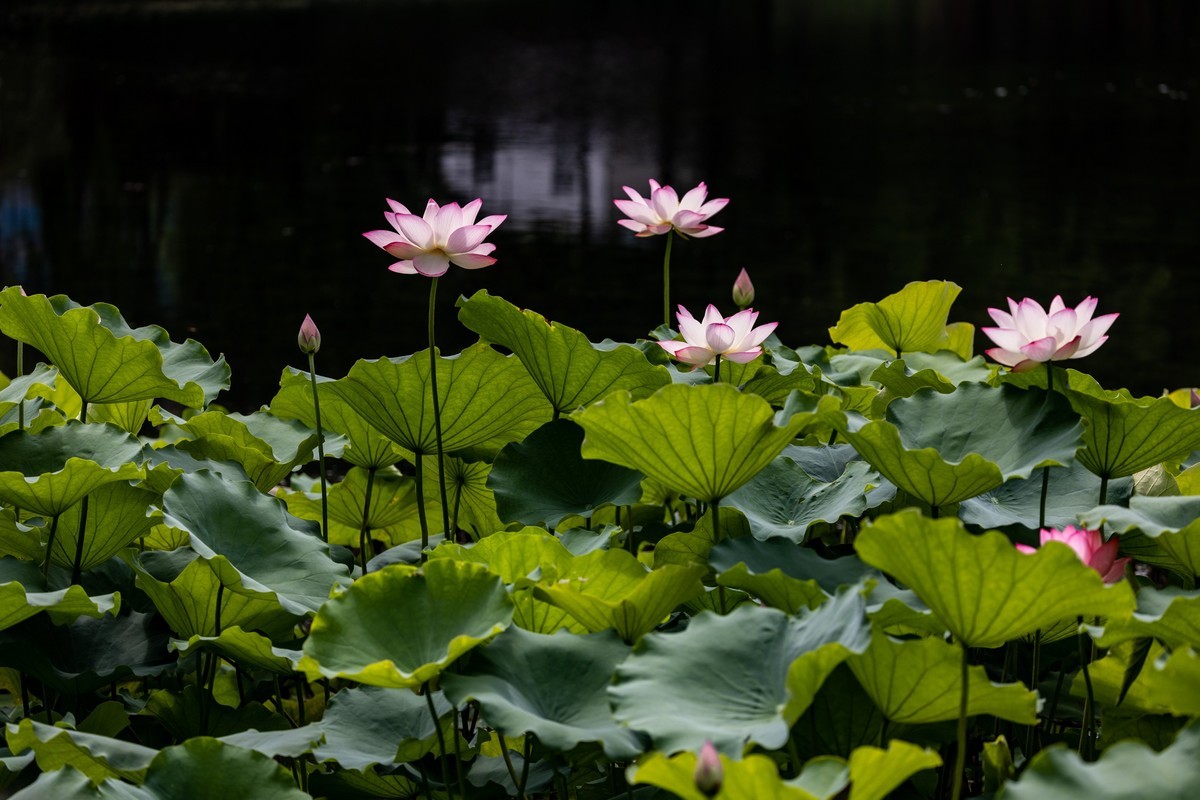 花枝招展（192）