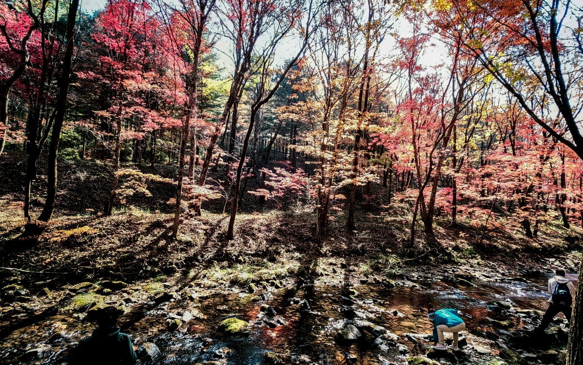 外出随拍（续196）.