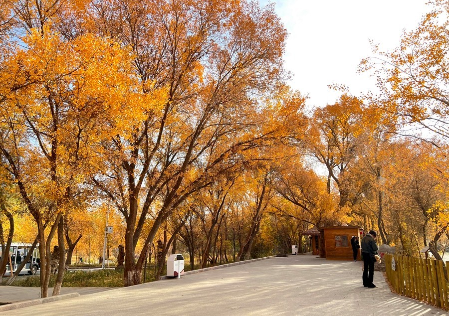 《不老松：纪实摄影》【山河锦绣】南疆游摄：金湖杨国家森林公园！ (8)