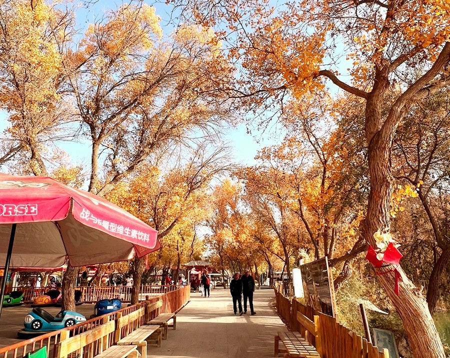 《不老松：纪实摄影》【山河锦绣】南疆游摄：金湖杨国家森林公园！ (8)