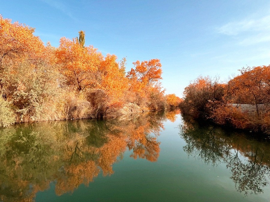 《不老松：纪实摄影》【山河锦绣】南疆游摄：金湖杨国家森林公园！ (8)