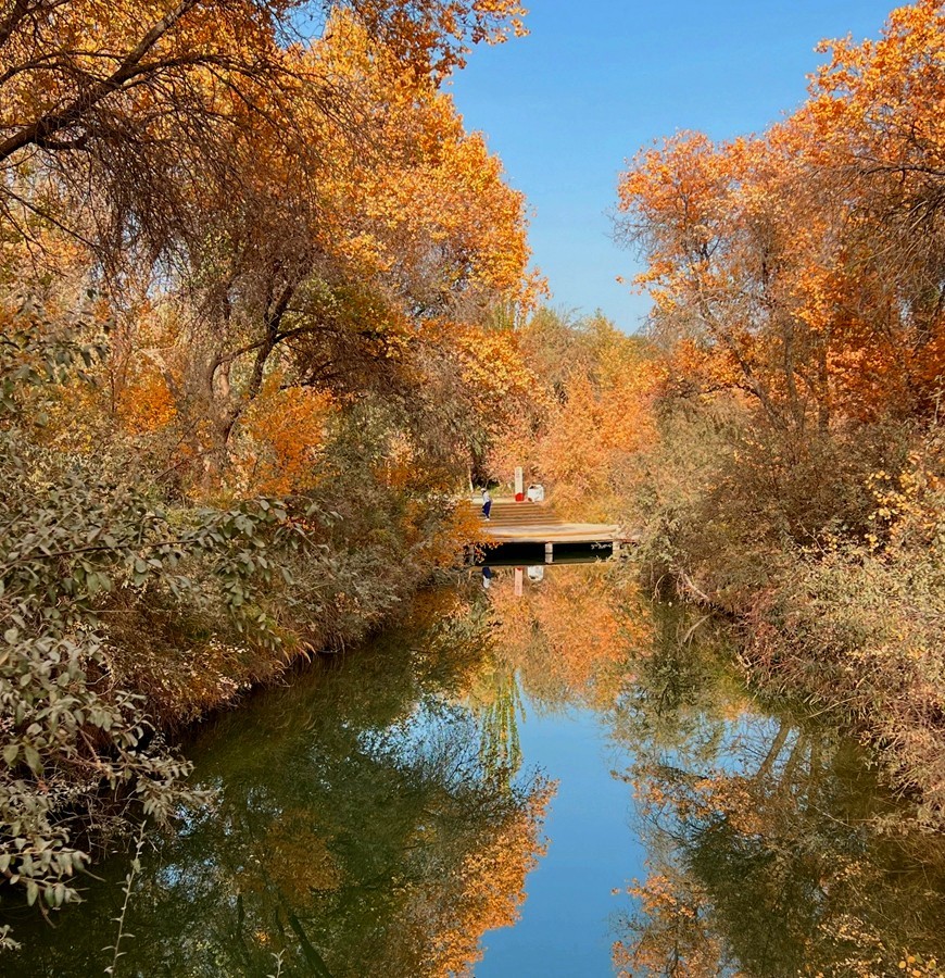 《不老松：纪实摄影》【山河锦绣】南疆游摄：金湖杨国家森林公园！ (8)