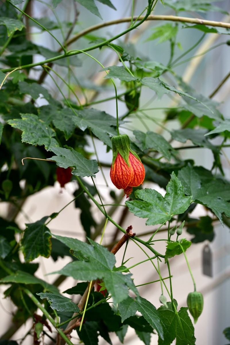 北京植物园南区温室看花     1/3