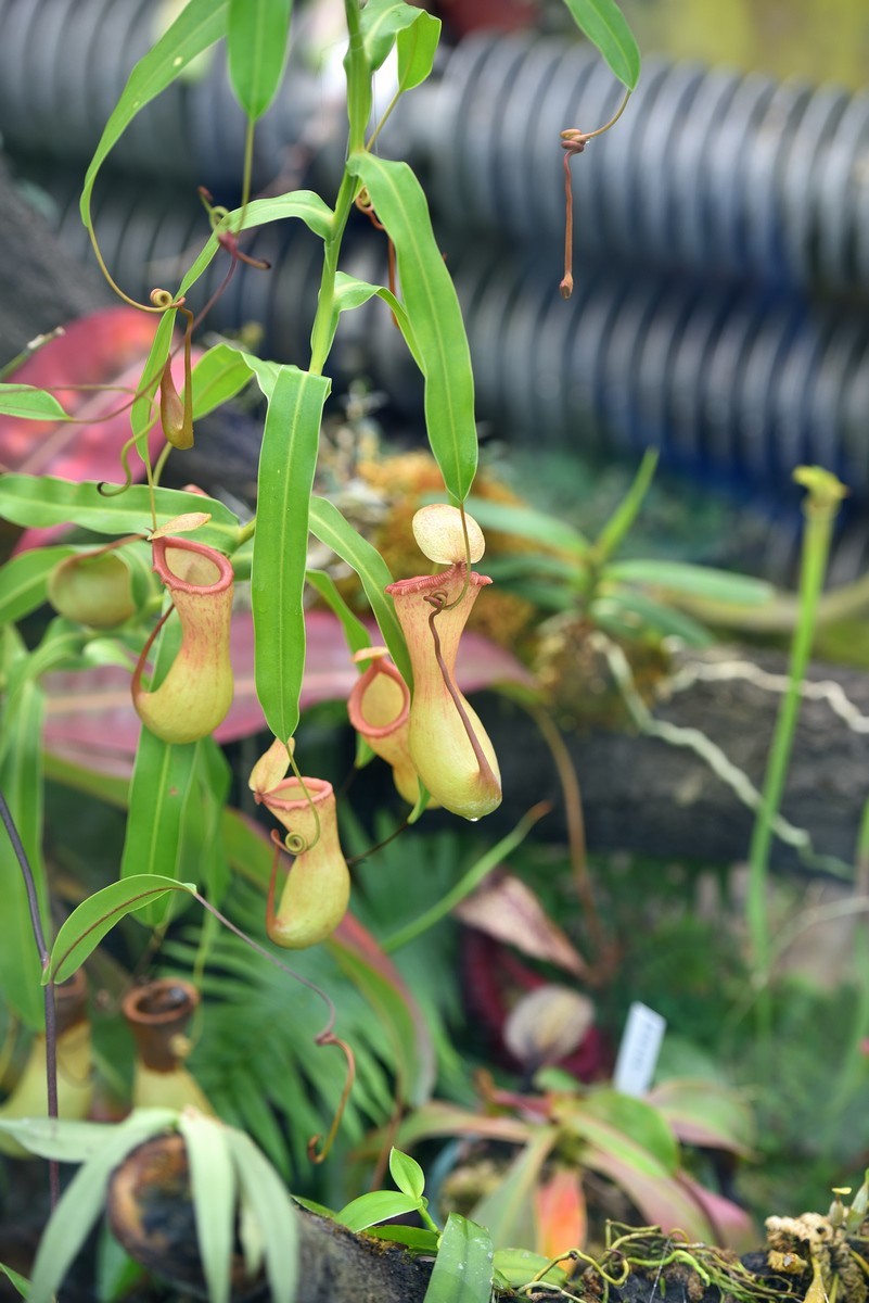 北京植物园南区温室看花     1/3