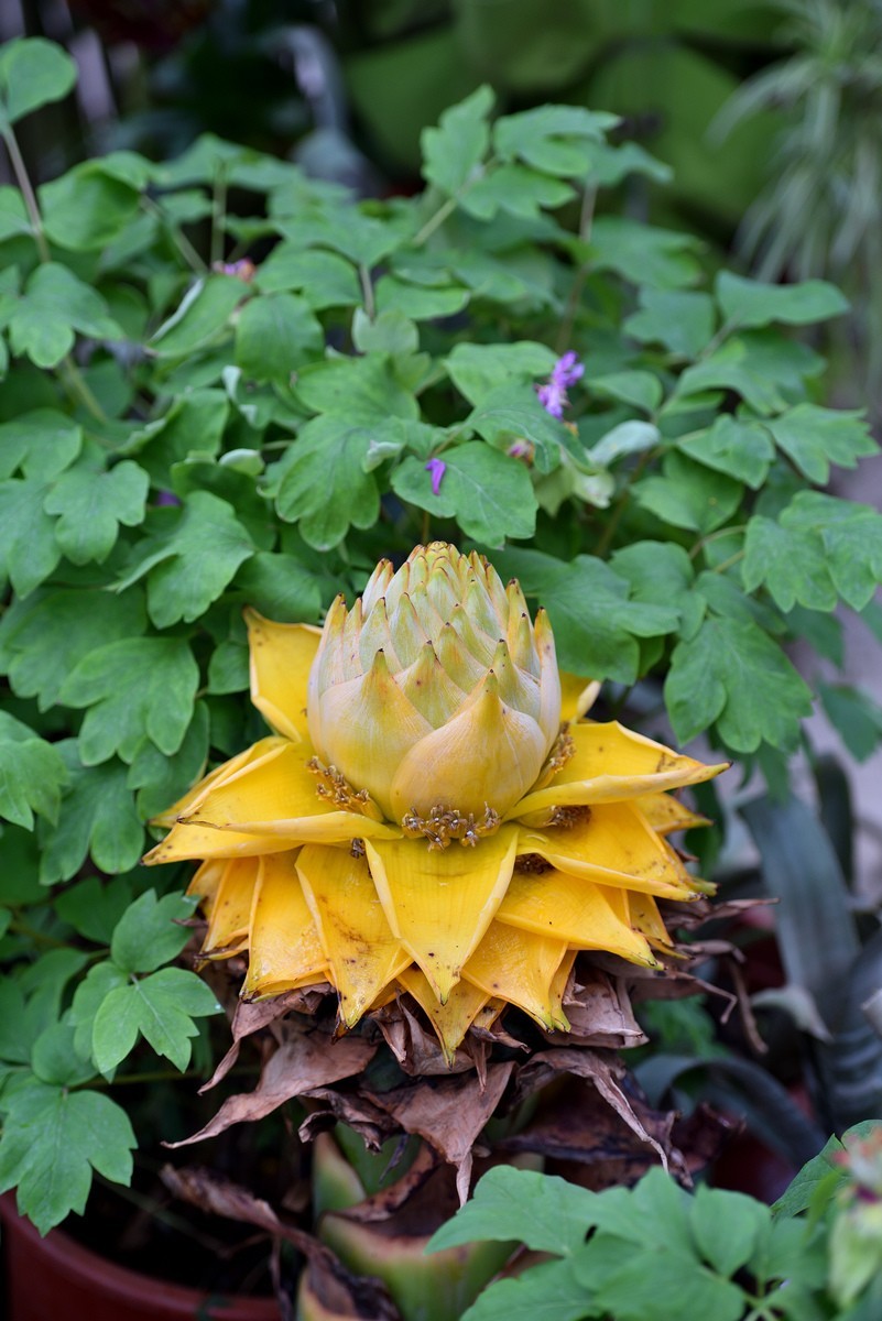 北京植物园南区温室看花     1/3