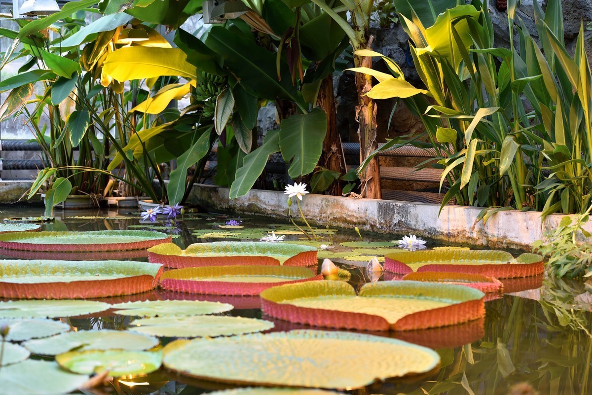 北京植物园南区温室看花     1/3