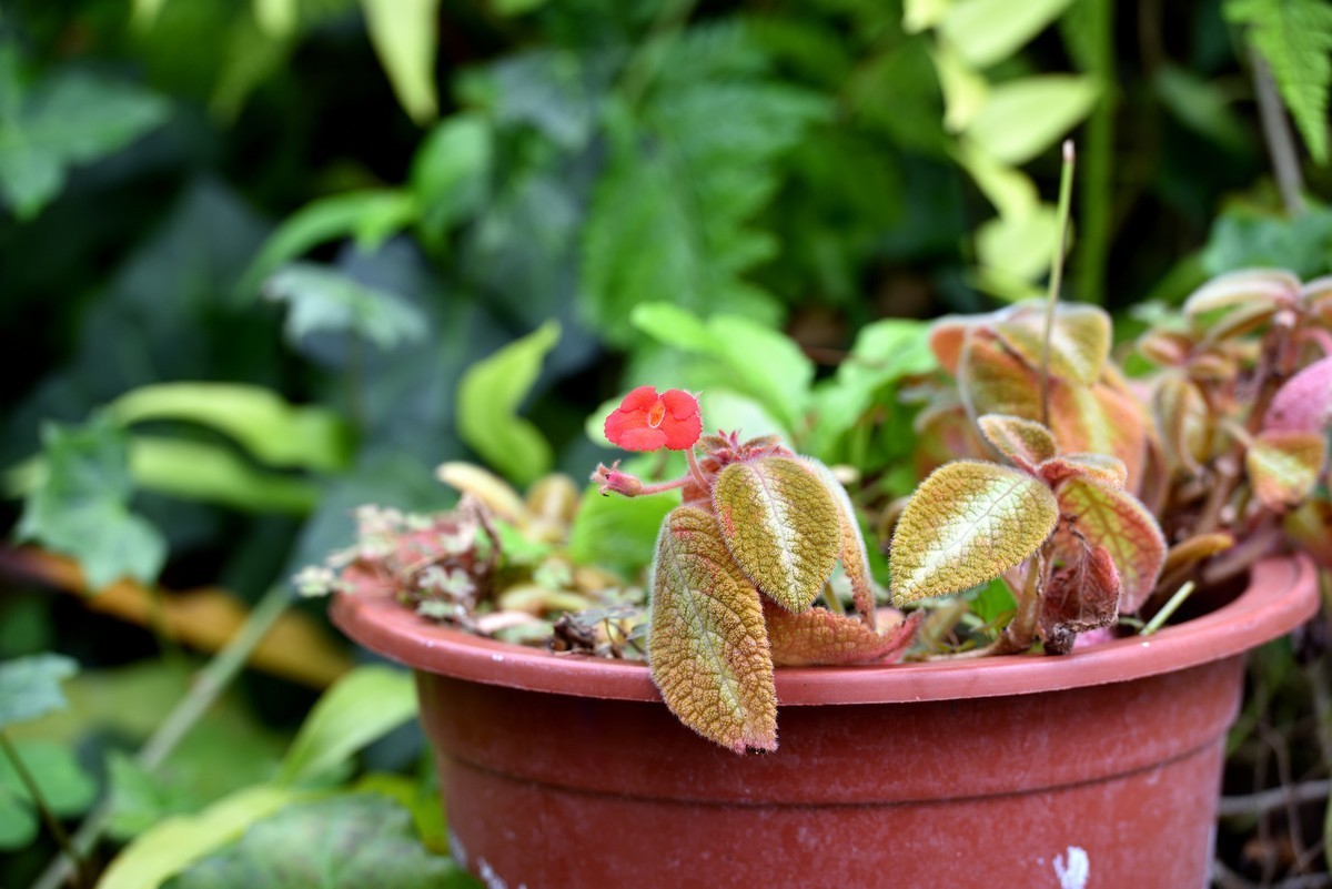 北京植物园南区温室看花     1/3