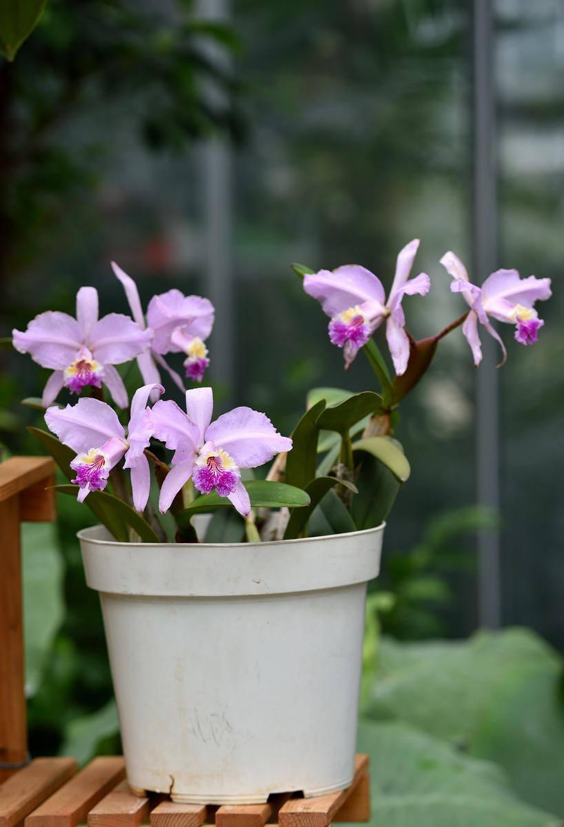 北京植物园南区温室看花   3/3