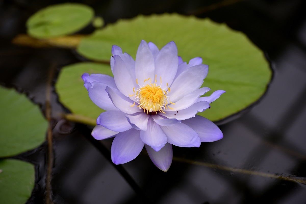 北京植物园南区温室看花   3/3