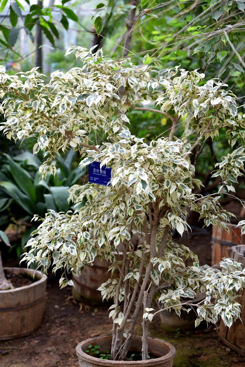 北京植物园南区温室看花   3/3