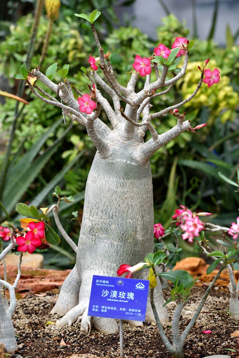 北京植物园南区温室看花   3/3