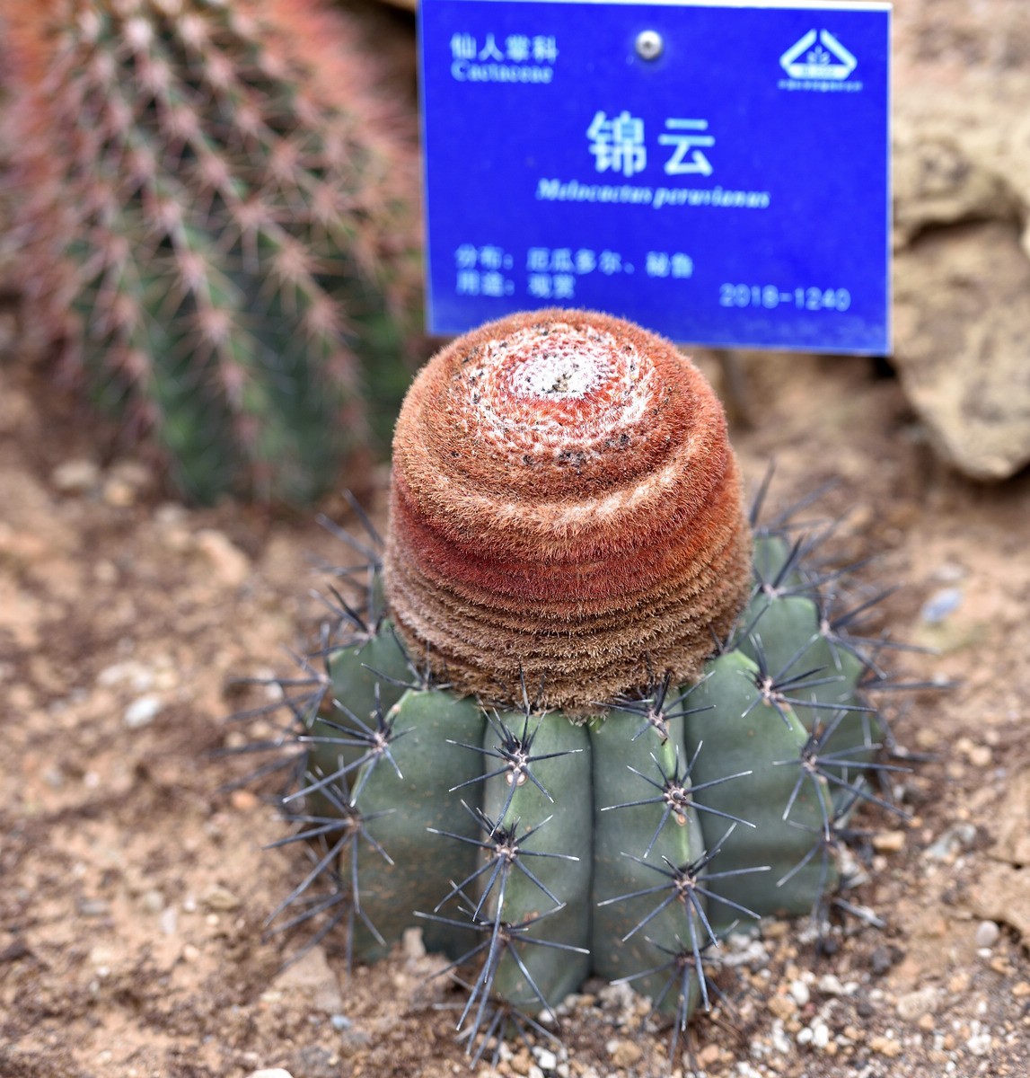 北京植物园南区温室看花   3/3