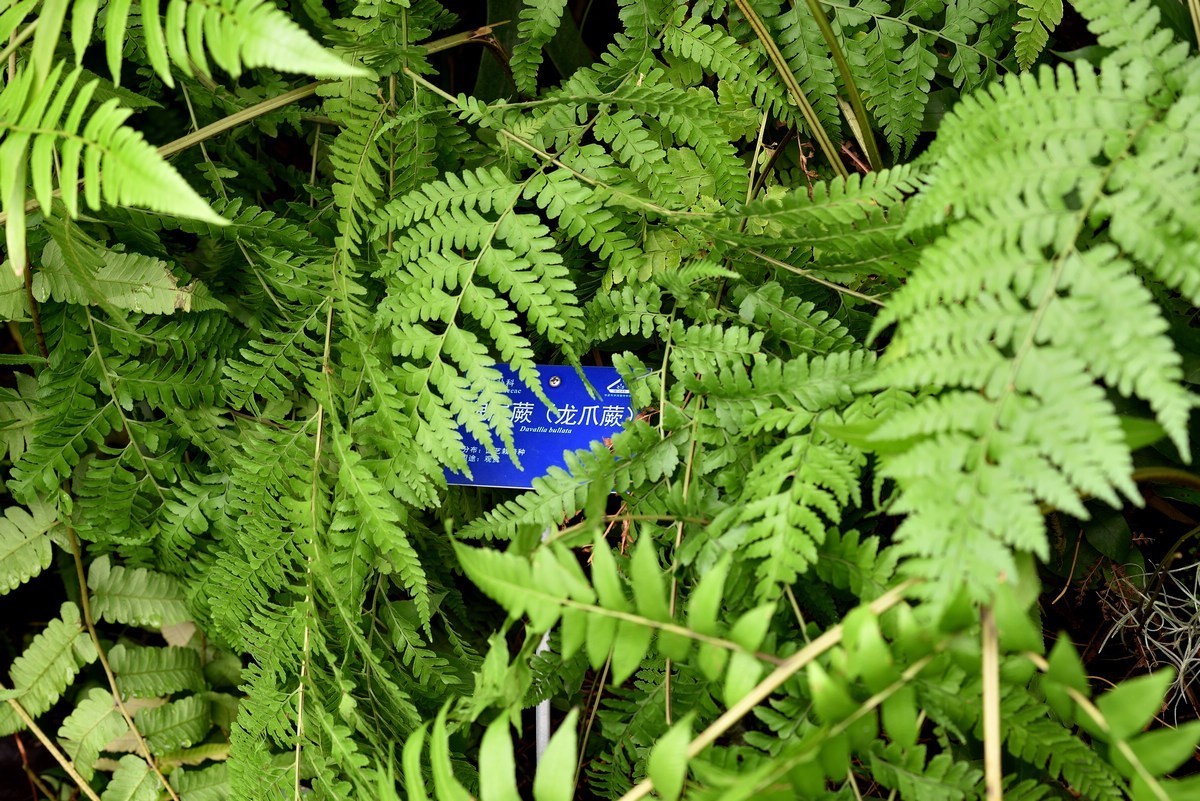 北京植物园南区温室看花   3/3