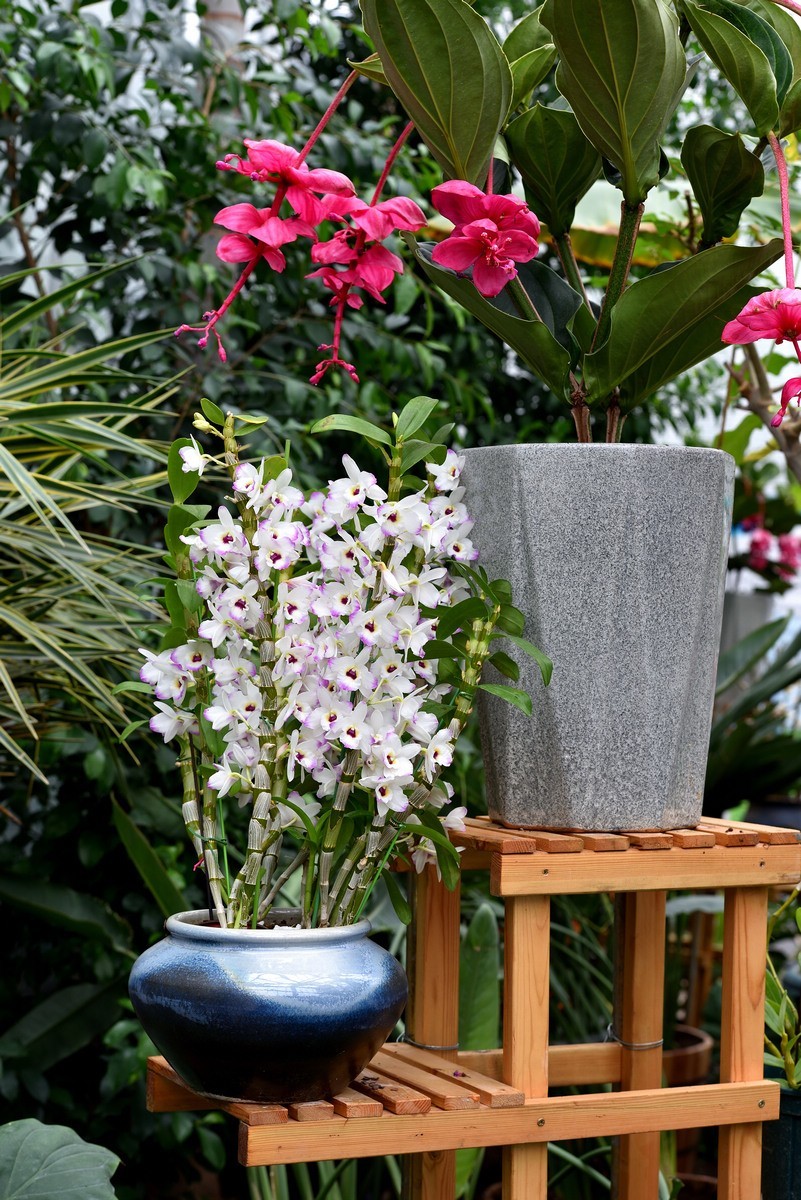 北京植物园南区温室看花   3/3