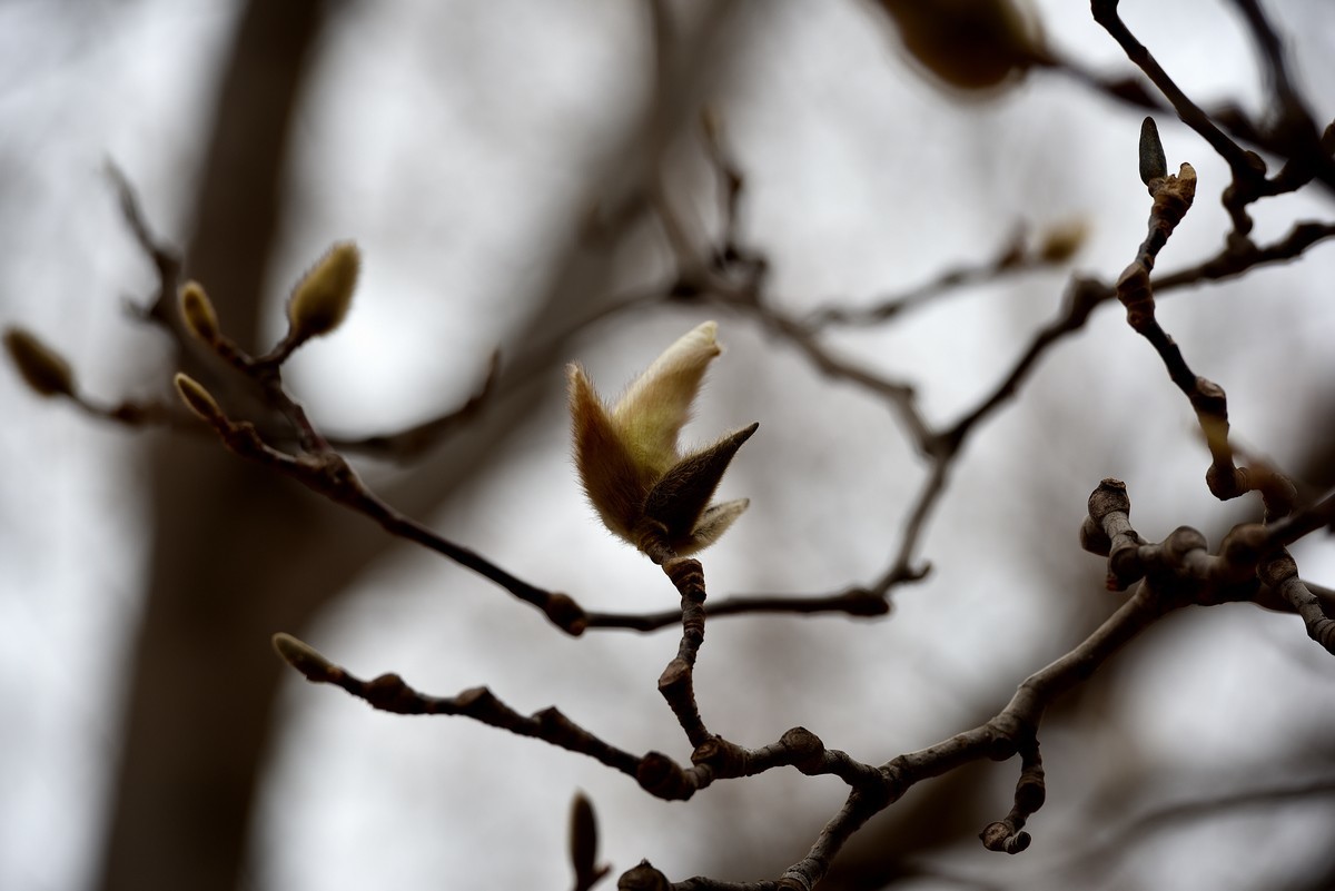 北京植物园南区温室看花   3/3