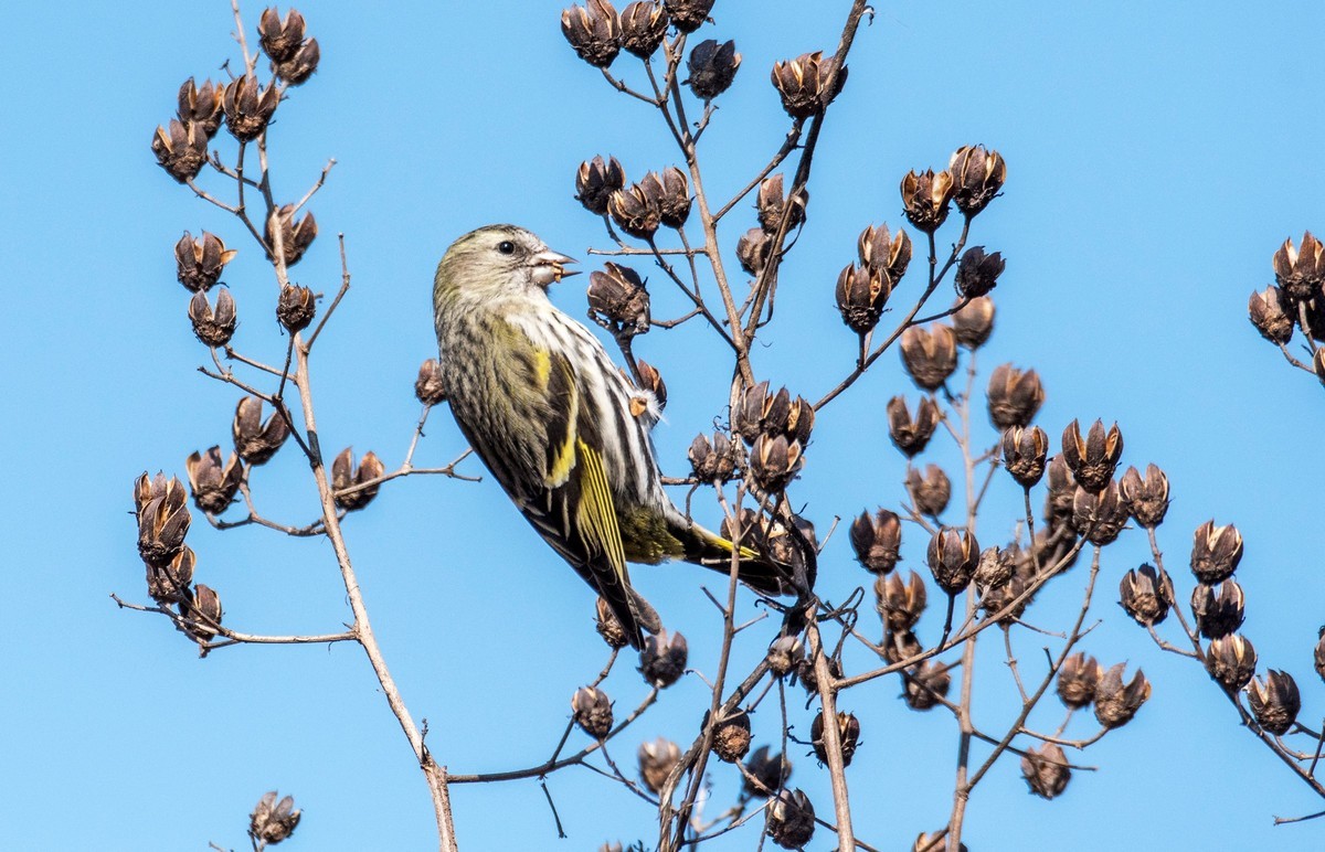 冬日的黄雀(六)-中关村在线摄影论坛