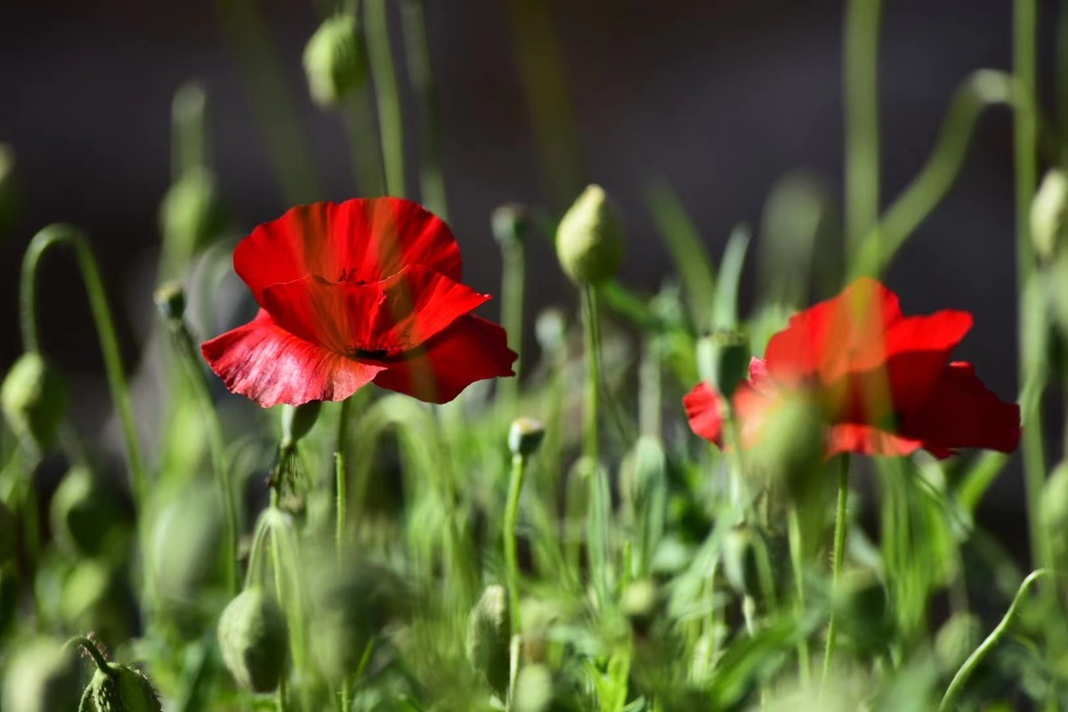 虞美人花，开得真漂亮