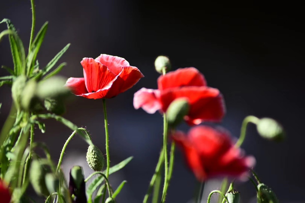 虞美人花，开得真漂亮
