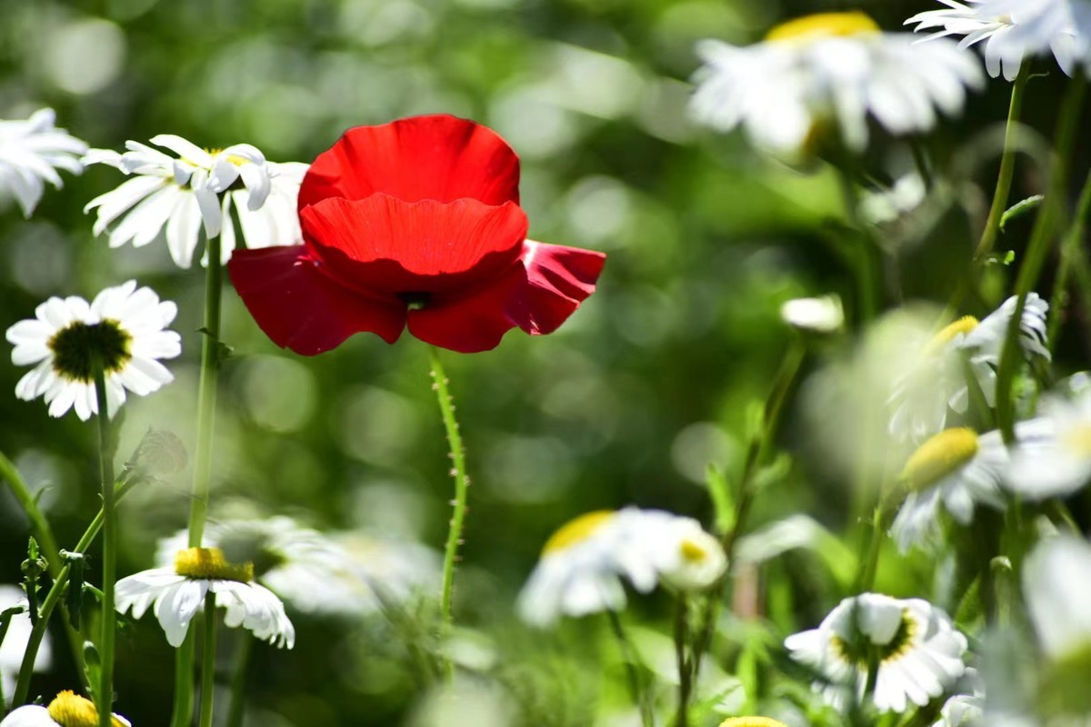 虞美人花，开得真漂亮