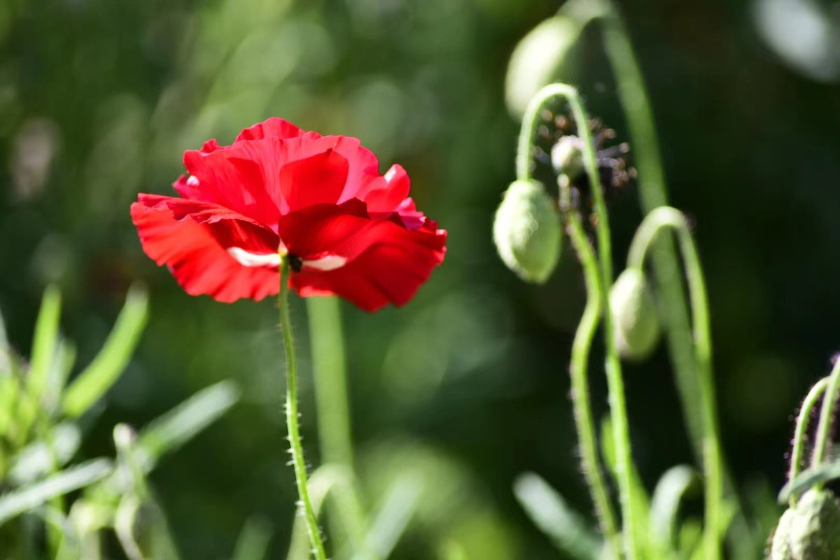 虞美人花，开得真漂亮